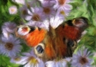 1-Papillon
