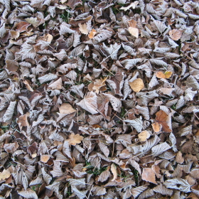 09 Feuilles mortes - Laub - leaves
